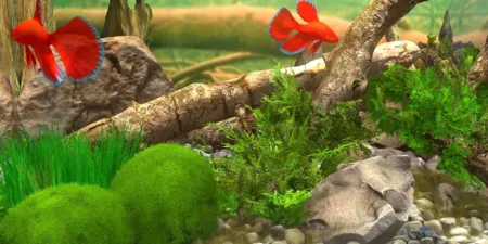Behind Glass Aquarium Simulator Free Download Behind Glass Aquarium Simulator Free Download