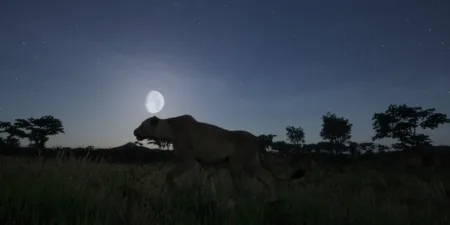 Animalia Survival Free Download Animalia Survival Free Download